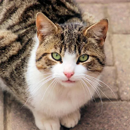 Kastanie * 费马恩